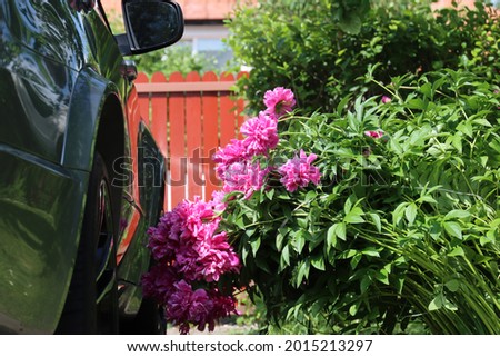 large red peony flowers lean towards a parked car