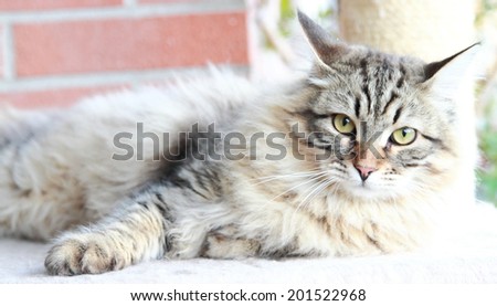 male of siberian kitten, brown version, nine months