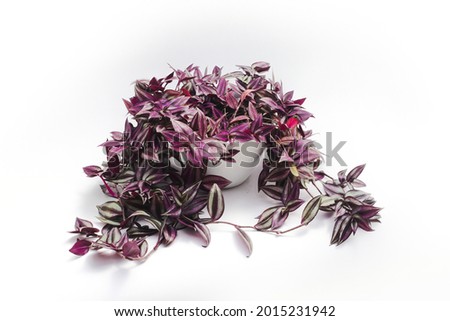 Silver Inch Plant (Tradescantia zebrina) also known as Wandering Jew plant on white pot isolated on white background. Ornamental Houseplant Stock images. Royalty-Free Stock Photo #2015231942