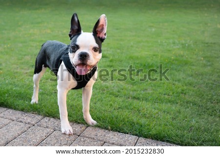 Cute Boston Terrier puppy standing outside smiling. She has her tounge out. She is wearing a harness.There is copyspace.