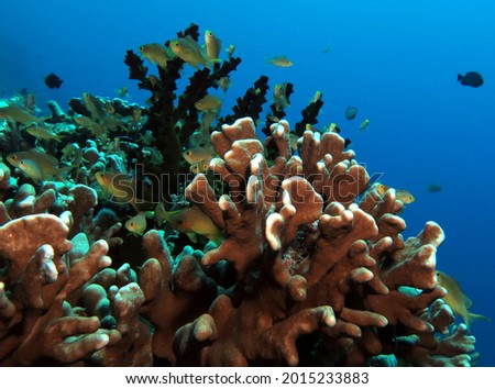 Threadfin Anthias on hard corals Pescador island Philippines                               