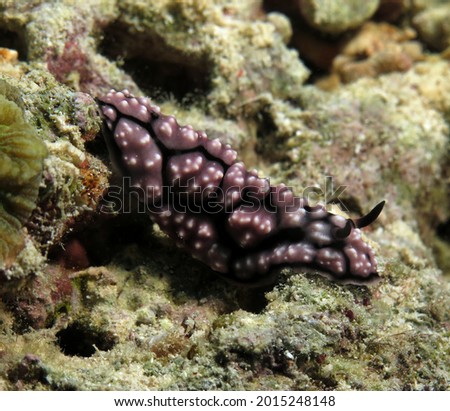 Front view of a Phyllidiella pustulosa nudibranch Cebu Philippines                              