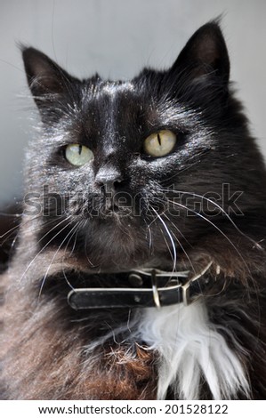 Closeup portrait of a Halloween black cat 