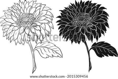 colorful flower with chrysanthemum for printing on background.Sun flower vector for tattoo design.Japanese floral illustration for doodle art on white isolated background.