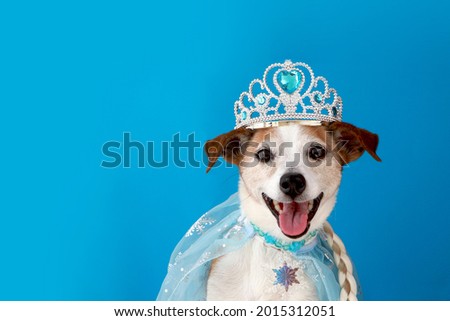 Jack russell terrier dog in princess costume with braid and cloak. Pampered princess pooch wearing a pale tulle and bejewelled. Party, halloween, etc blue background Royalty-Free Stock Photo #2015312051