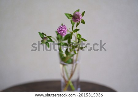 Red clover  decorated on the windowsill