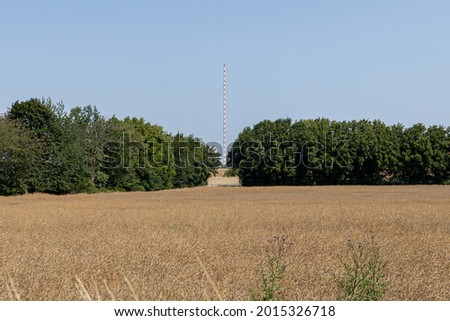 in the middle of a cornfield there are green trees and in the midst of them a red and white pole. picture of a wheat field on a sunny day with a bright blue sky. 