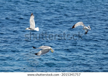 Stunning view of some seagulls flying over a blue sea during a sunny day. Sardinia, Italy