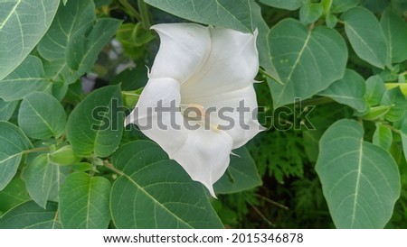white flowers landscape. beautiful flowers and green background.
