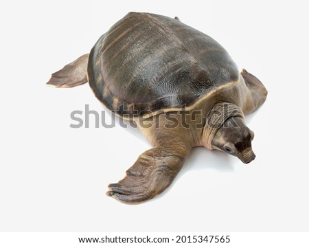 Pig-Nosed Turtle (7y.o.), also known as the pitted-shelled turtle, Fly River turtle or Carettochelys insculpta