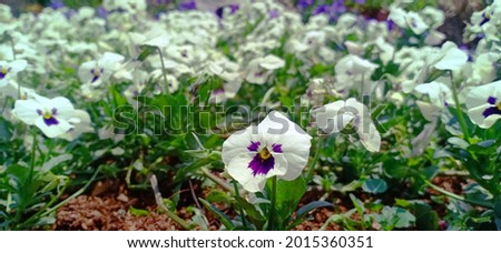 White and violet pansy flower with blurred flowers background, portrait of flowers