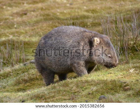 Large wild adult wombat marsupial in Tasmanian grassland wilderness in Cradle Mountain National Park Royalty-Free Stock Photo #2015382656