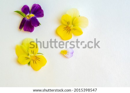 Viola pansies flower creative layout. Flowers heads isolated on white background. Top view, flat lay, copy space