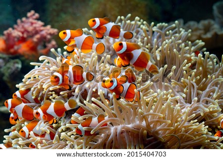 Cute anemone fish playing on the coral reef, beautiful color clownfish on coral reefs, anemones on tropical coral reefs Royalty-Free Stock Photo #2015404703