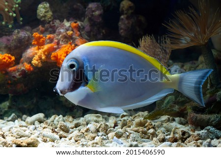 Beautiful powder blue tang on the seabed and coral reefs, underwater beauty of fish and coral reefs