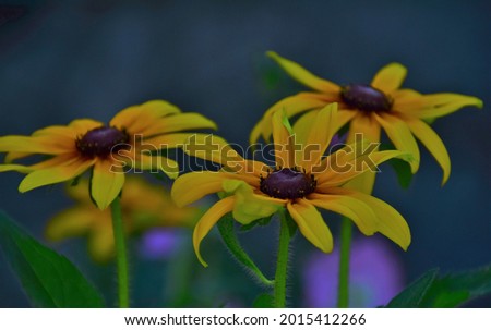 Yellow sunflower in the garden, macro