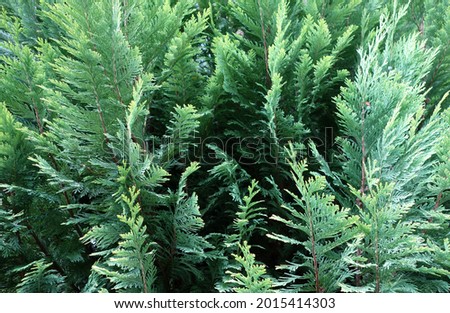Coniferous branches decorative photo for background