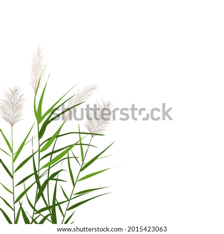 Vector hand drawing sketch with reeds.
Cane silhouette on white background. 