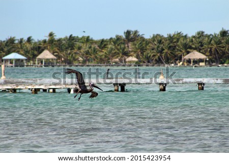 Brown Pelican (Pelecanus occidentalis) flying over the blue Caribbean Sea searching for fish with tropical thatched buildings and piers in the background