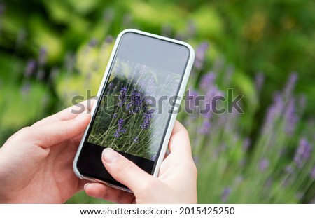 Girl taking pictures of lavender flowers on smartphone