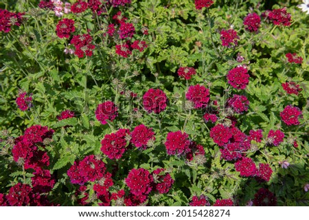 Summer Flowering Bright Red Flower Heads on a Mock Vervain or Mock Verbena Plant (Glandularia 'Claret') Growing in a Herbaceous Border in a Country Cottage Garden in Rural Devon, England, UK Royalty-Free Stock Photo #2015428274