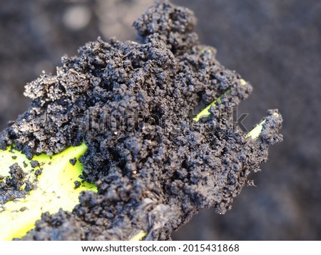 coprolites in a substrate with dungworms vermicompost