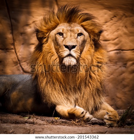 Picture of a lion looking at the camera.