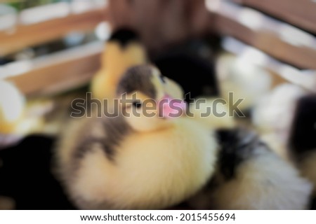 Some ducklings look cute with a poorly focused picture.