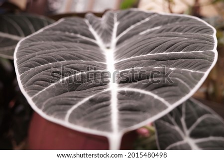 Beautiful Alocasia black velvet leaves, close background