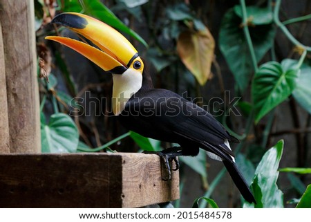 Toco toucan (Ramphastos toco), also known as the common toucan or giant toucan resting in a branch