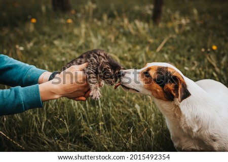 Striped kitten kisses his protective female dog, who defends him and follows him around the garden. Maternal bond. Innocence and affection. Licking the kitten. The frilly kitty. Royalty-Free Stock Photo #2015492354