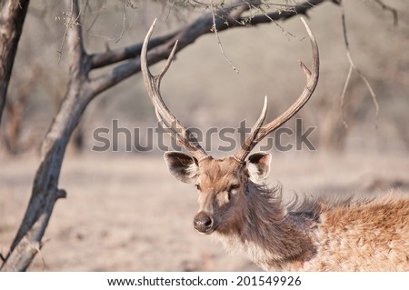portrait of an indian stag in the forest - national park ranthambore in rajasthan