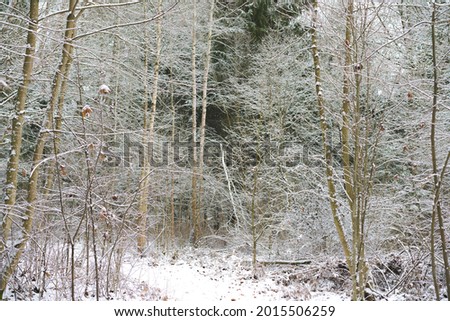 Forest in the winter time in Lithuania