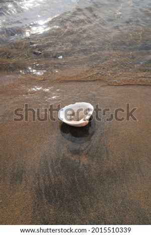 white seashell on the brown sandbeach in the clear wave