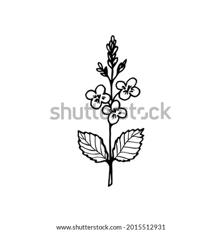 Branch with flowers of the plant veronica, linear black outline drawing. 