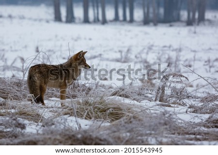 A coyote stares off in the wilderness of Yosemite, California. 