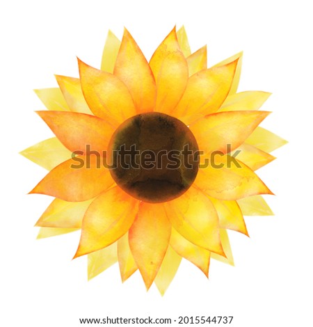 Watercolor sunflower on white background. Watercolor botanical illustration. Illustration, perfect for greeting card, fabric, textile, wallpaper,   web design, cosmetic, social media, scrapbook
