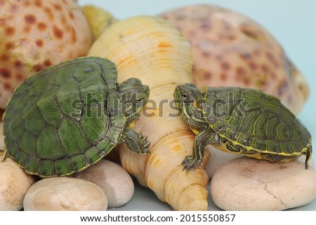 Two red eared slider tortoises are sunbathing on the shells of dead hermit crabs before starting their daily activities. This reptile has the scientific name Trachemys scripta elegans. 