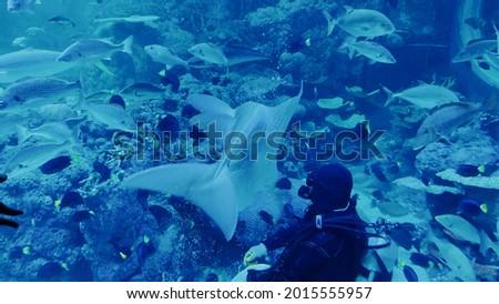 Diver swimming in the sea with fish