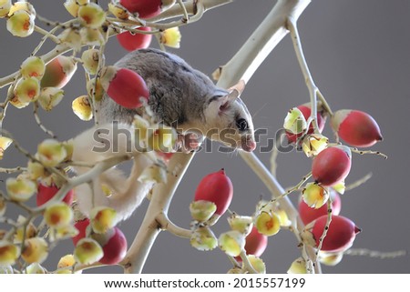 A mosaic sugar glider looking for food in a palm grove. This animal is active at night.