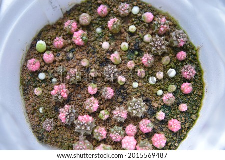 It grows from cactus seeds and grows naturally.