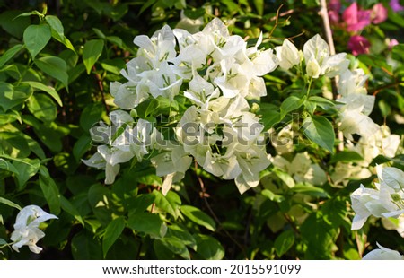 White and pink Bougainville flower in monsoon