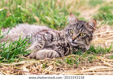 A striped wild kitten laying down on grass, relaxing and watching around