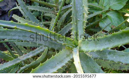 closeup Aloe vera plants tropical green plants tolerate hot weather