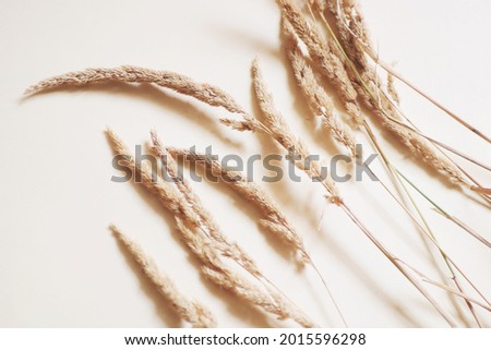 Beige natural floral background. floral. Dry fluffy grass flat lay abstract photography for website design
