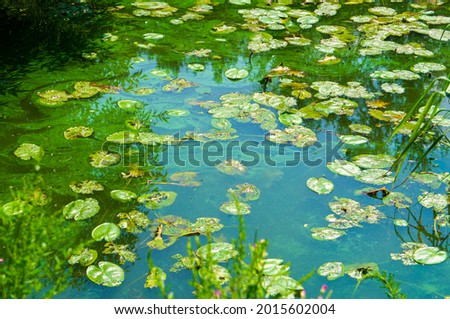 Green water lilies algae in water in a summer pond Royalty-Free Stock Photo #2015602004