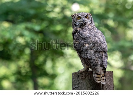 bubo virginianus, great horned owl is  the north america's largest owl.