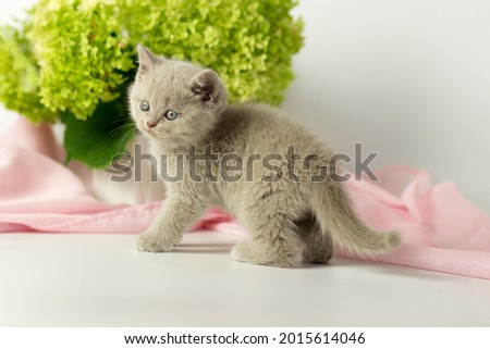 pretty kitten playing with flowers on light background. British shorthair cat posing on pink background