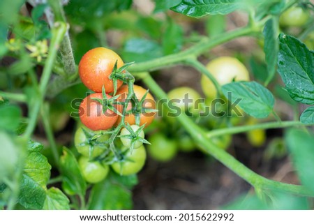 Green and red tomatoes grow in a vegetable garden in summer