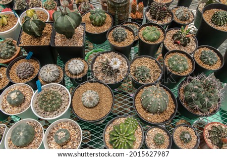 Many small beautiful cactus with feathers planted in different shapes and different colors growing in pots. Selective focus.